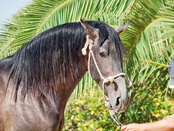 美しいアンダルシア灰色の種馬の肖像画。スペイン — ストック写真