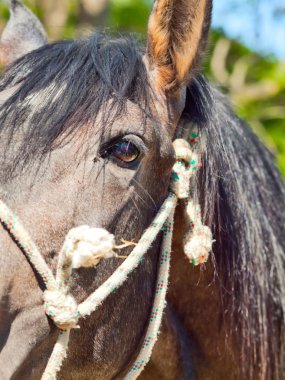 gözü güzel Endülüs gri aygır. İspanya
