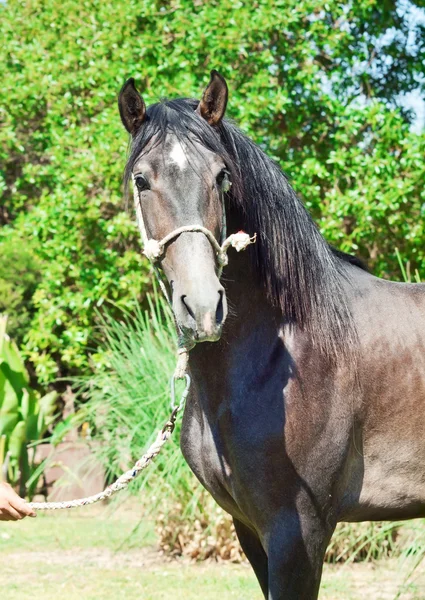 純粋な繁殖させたアンダルシア灰色の種馬の肖像画。スペイン — ストック写真