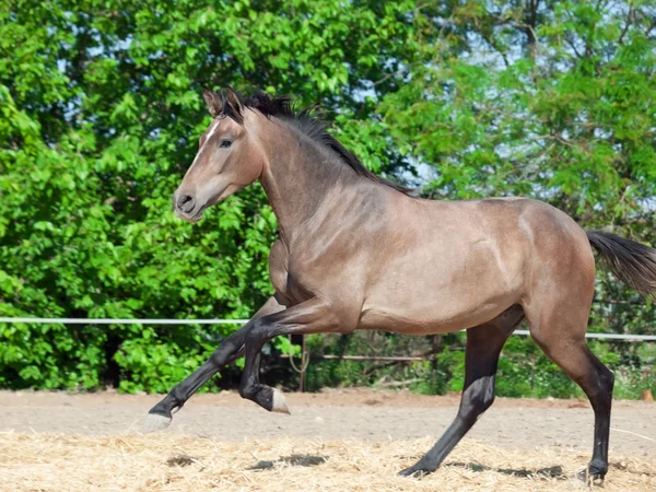 Jeune étalon galopant gris andalou. Espagne — Photo