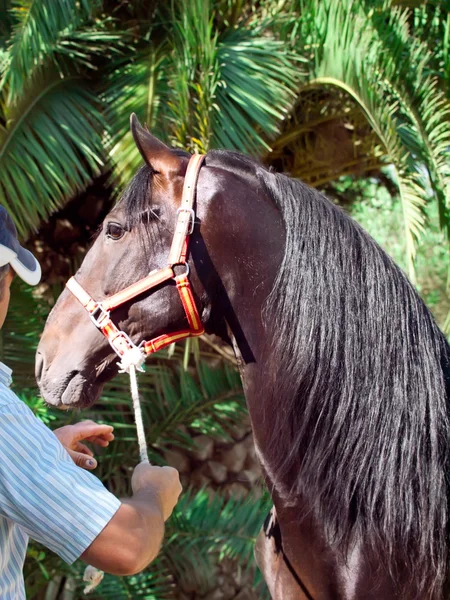 Porträtt av vacker renrasig andalusiska bay hingst med man. — Stockfoto