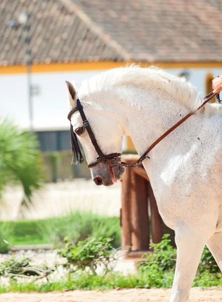 Porträtt av andalusisk vit häst i rörelse solig dag. Spanien — Stockfoto