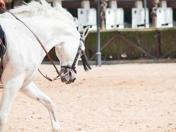 Retrato de cavalo branco andaluz em movimento dia ensolarado. Espanha — Fotografia de Stock