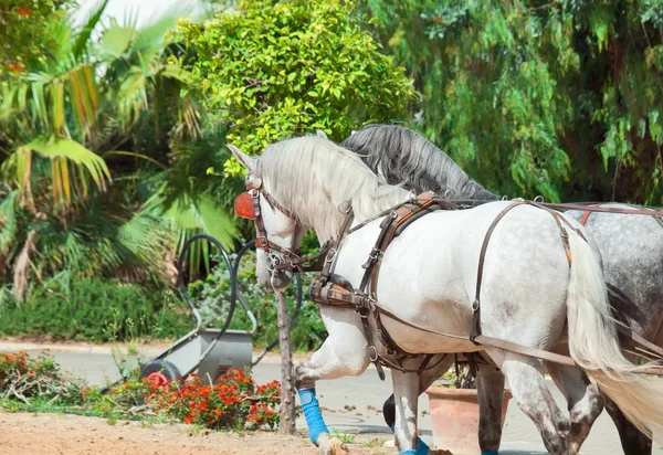 Bellissimo cavallo disegnato in Andalusia, Spagna — Foto Stock