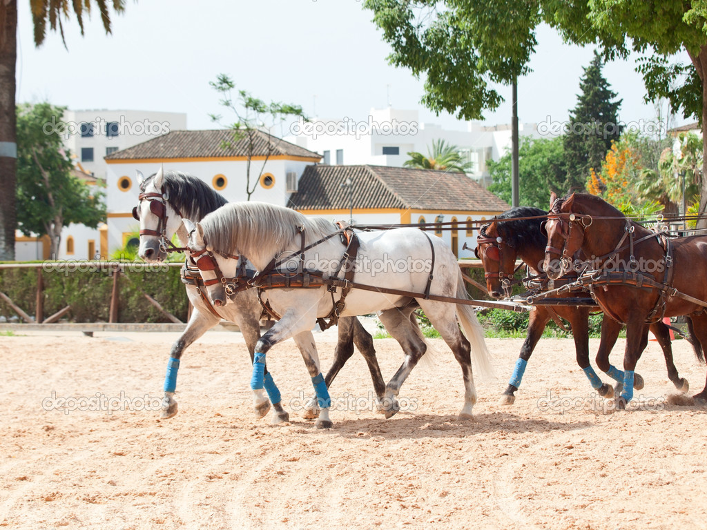 Four beautiful horse-drawn in Andalusia, Spain