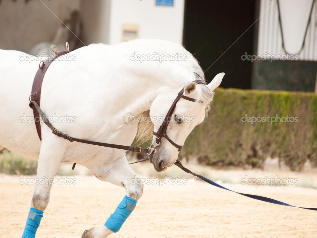 Working Andalusian horse at lunging