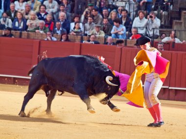 Sevilla-20 mei: novilladas in plaza de toros de sevilla. novill
