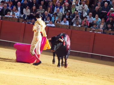 Sevilla-20 mei: novilladas in plaza de toros de sevilla. novill