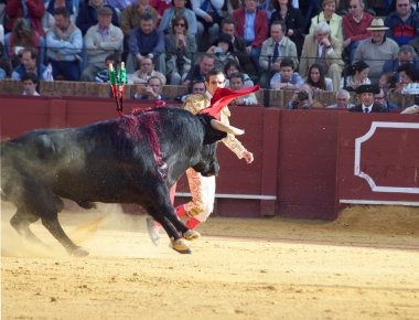 Sevilla-20 mei: novilladas in plaza de toros de sevilla. novill