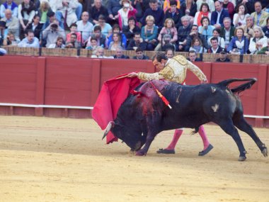 Sevilla-20 mei: novilladas in plaza de toros de sevilla. novill