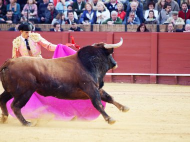 Sevilla-20 mei: novilladas in plaza de toros de sevilla. novill