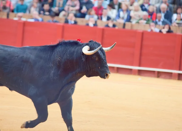 Fighting bull from Spain. Black young bull — Stock Photo, Image