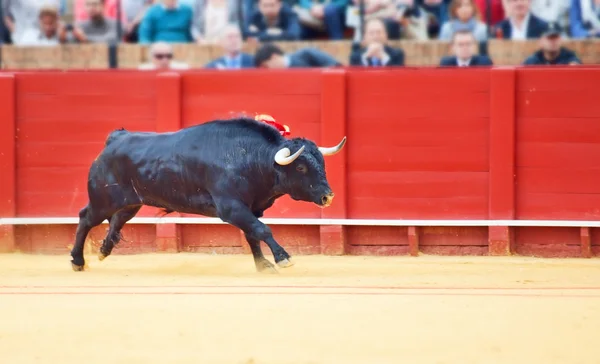 Fighting bull from Spain. Black young bull — Stock Photo, Image