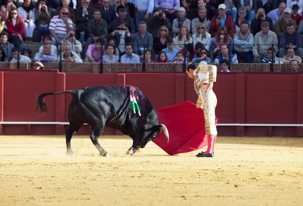 Sevilla-20. května: novilladas v plaza de toros de sevilla. novill — Stock fotografie