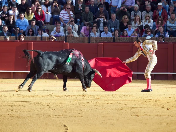 Sevilla-20. května: novilladas v plaza de toros de sevilla. novill — Stock fotografie