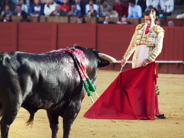 Sevilla-20 maj: novilladas i plaza de toros de sevilla. novill — Stockfoto