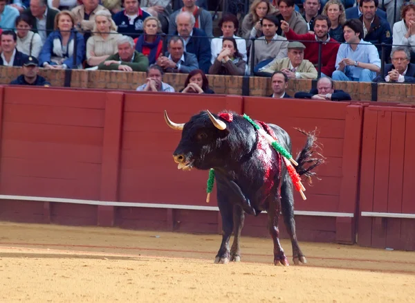 SEVILLA - MAY 20: Spain. Fighting black young bull at arena, o — Stock Photo, Image