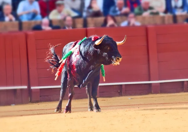 Harci fekete fiatal bika arénában, Sevilla. Spanyolország — Stock Fotó