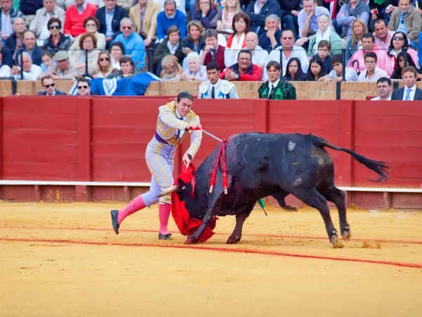 Sevilla-20 mei: novilladas in plaza de toros de sevilla. novill — Stockfoto