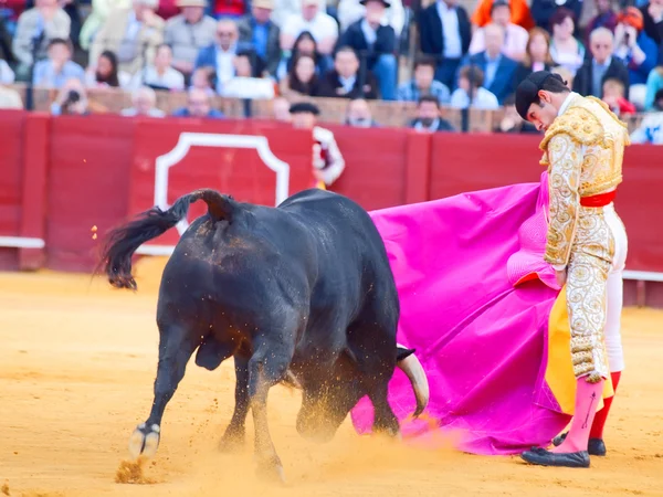 Sevilla-20 maj: novilladas i plaza de toros de sevilla. novill — Stockfoto