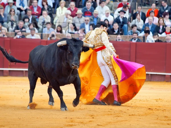 Sevilla-20 maj: novilladas i plaza de toros de sevilla. novill — Stockfoto