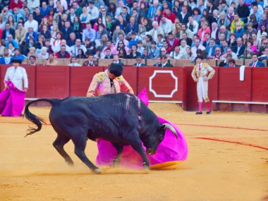 Sevilla-20 mei: novilladas in plaza de toros de sevilla. novill