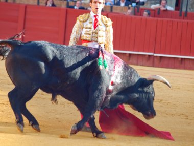 Sevilla-20 mei: novilladas in plaza de toros de sevilla. novill