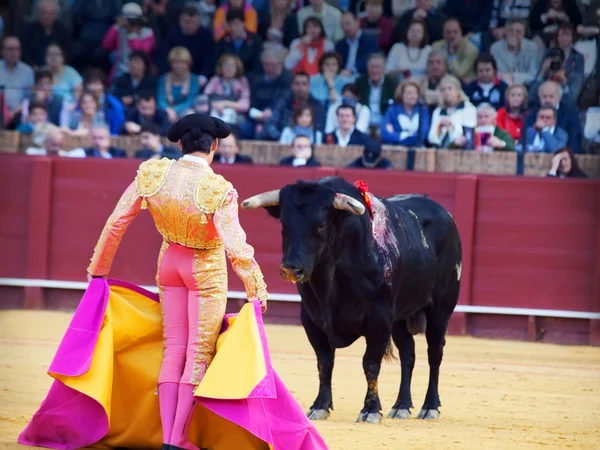 Matador met bull aangezicht tot aangezicht — Stockfoto