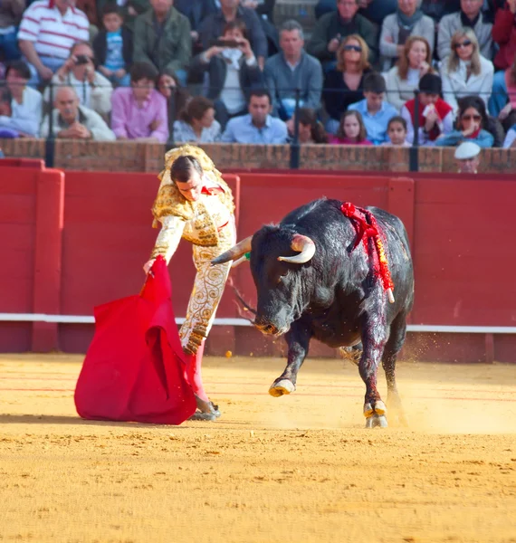 Sevilla-20 maj: novilladas i plaza de toros de sevilla. novill — Stockfoto