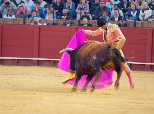 Sevilla-20 maj: novilladas i plaza de toros de sevilla. novill — Stockfoto