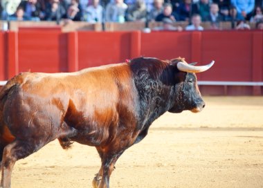 kahverengi genç boğa mücadele. Sevilla. İspanya