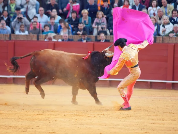 SEVILLA-MAY 20: Новиллadas in Plaza de Toros de Sevilla. Новилл — стоковое фото