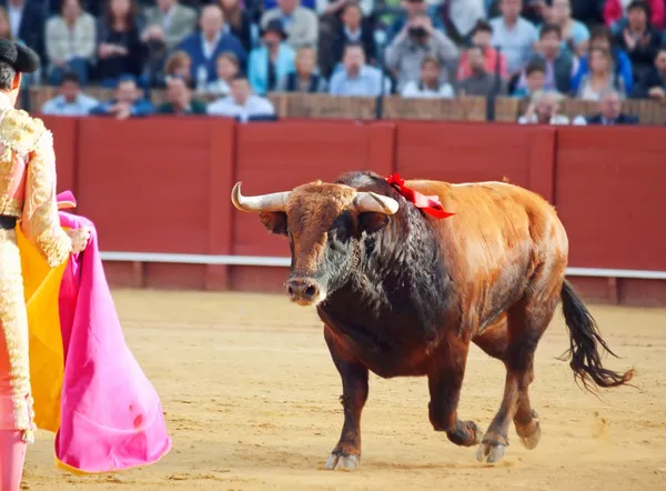 Boj hnědé mladý býk běží na matadora. Sevilla. Španělsko — Stock fotografie