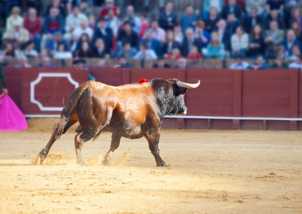 Боевая картина быка из Испании. Бурый бык
