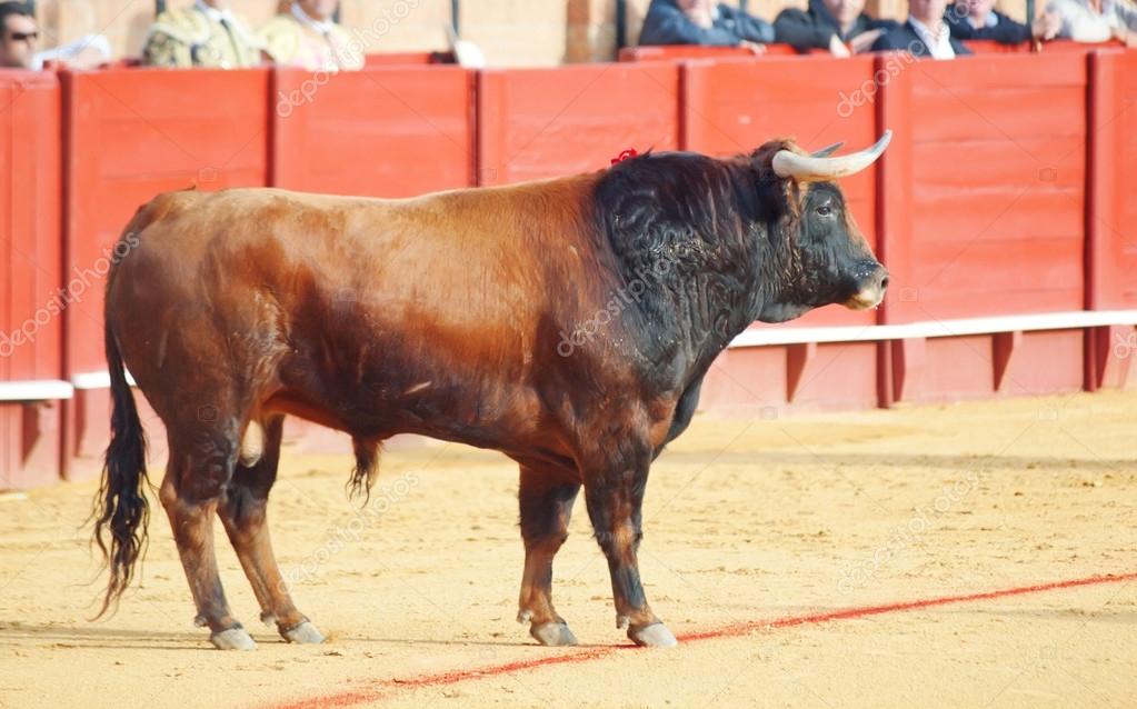 Taureau dans l'arène rouge — Photographie anakondasp Taureau dans l'arène rouge — Photographie anakondasp