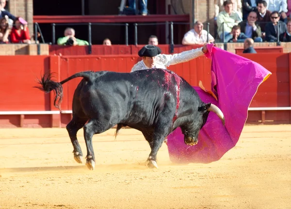 Sevilla-20 maj: Novilladas i Plaza de Toros de Sevilla. Uniden — Stockfoto