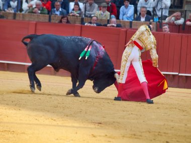 Sevilla-20 mei: novilladas in plaza de toros de sevilla. novill