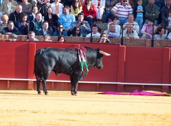 Sevilla - 20. května: Španělsko. boj proti černé mladý býk v aréně, o — Stock fotografie