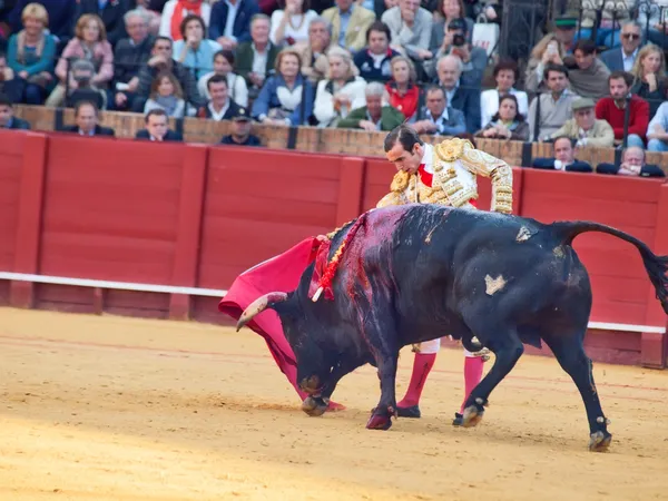 Sevilla-20 maj: novilladas i plaza de toros de sevilla. novill — Stockfoto