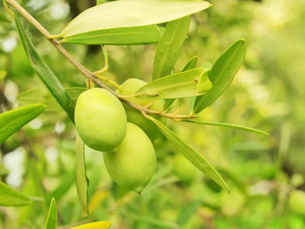 Pohon buah zaitun dengan zaitun — Stok Foto