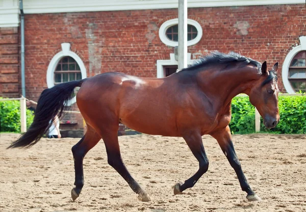 Baai sportieve paard uitgevoerd bij stabiele achtergrond. — Stockfoto