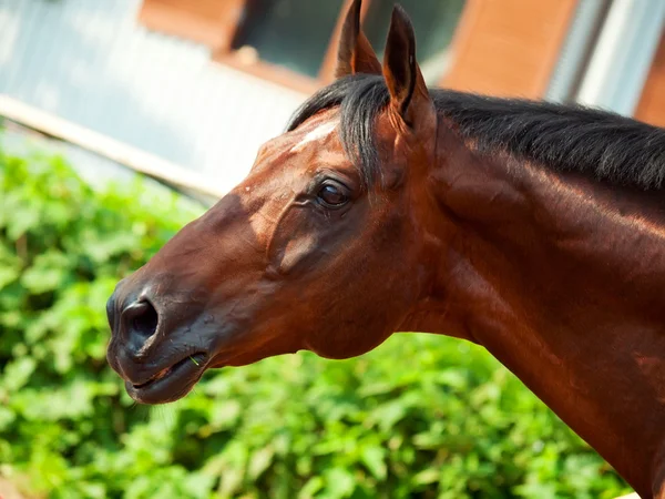 Portrait of walking sportive horse. — Stock Photo, Image