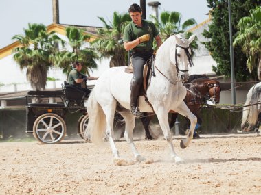Jerez-17 Mayıs: binici İspanyol beyaz atlı içinde Royal Endülüs binicilik Sanat Okulu