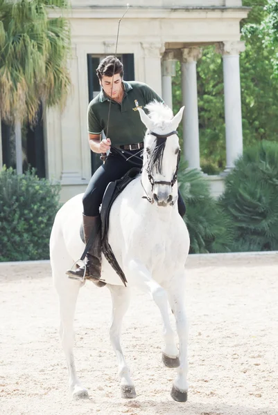 Jerez-17 MAYO: jinete en caballo blanco español en la Real Escuela Andaluza de Arte Ecuestre — Foto de Stock