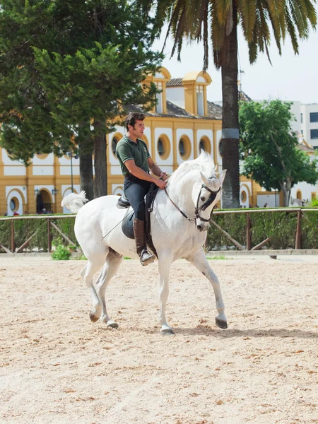Jerez-17 maja: jeździec na hiszpański biały koń w królewskiej andaluzyjskiej szkoły sztuki Jeździeckiej — Zdjęcie stockowe