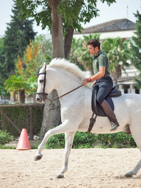 Jerez-17 MAY: rider on spanish white horse in The Royal Andalucian School of Equestrian Art — Stock Photo, Image