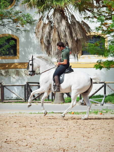 Херес-17 МАЙ: Всадник на испанской белой лошади в Королевской андалузской школе конного искусства
