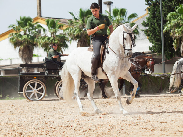 Херес-17 МАЙ: Всадник на испанской белой лошади в Королевской андалузской школе конного искусства
