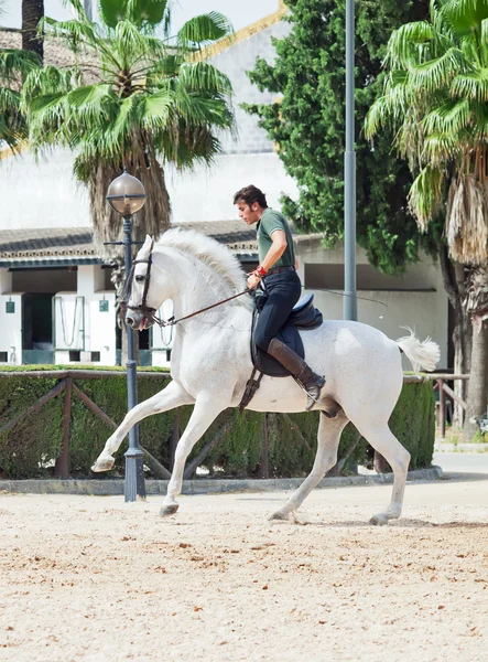 Jerez-17 MAYO: jinete en caballo blanco español en la Real Escuela Andaluza de Arte Ecuestre — Foto de Stock