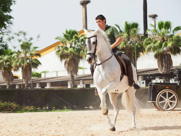 Jerez-17 MAYO: jinete en caballo blanco español en la Real Escuela Andaluza de Arte Ecuestre — Foto de Stock